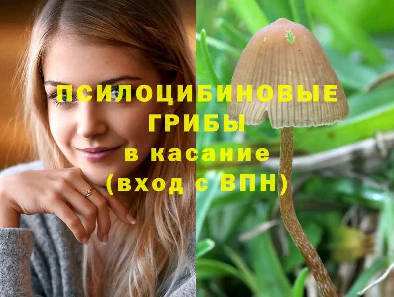 Псилоцибиновые грибы Psilocybe  Болохово 